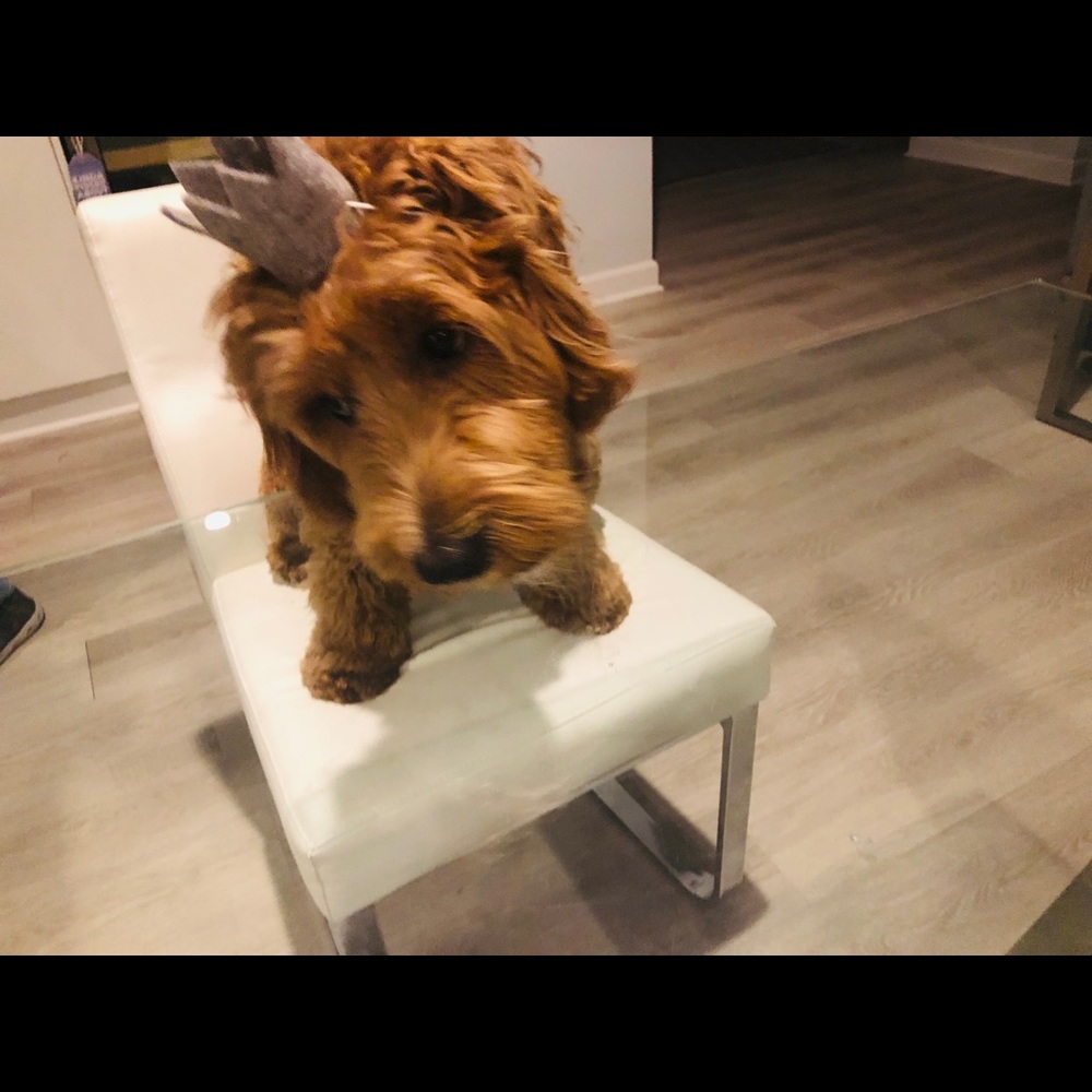 Meet your Posher, Jolie